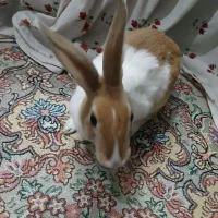 خرگوش|موش و خرگوش|تهران, کیانشهر|دیوار