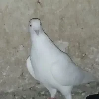 کفتر پرشی وغیره|پرنده|شیروان (خراسان), |دیوار