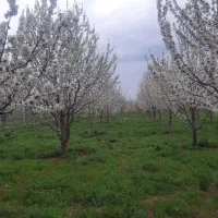 باغ-15-ساله-تمام-مهندسی