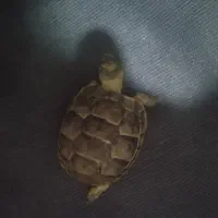 خودکار|حیوانات|زاهدان, |دیوار