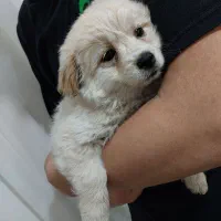 شیتزو ۲ ماهه