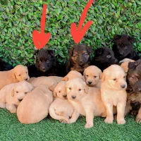 واگذاری سگ ژرمن گلدن پامر|سگ|ساری, |دیوار