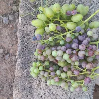 باغ یا باغچه معاوضه|فروش دفتر صنعتی، کشاورزی، تجاری|قم, نخودی|دیوار