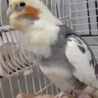گمشده عروس هلندی