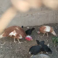 بوقلمون