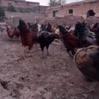 تخفیف خوردتعداد110عددمرغ وخروس همگی جوجه هاسالم|حیوانات مزرعه|نیشابور, باغرود|دیوار