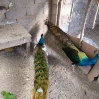 طاووس