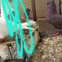 ی عدد ماده سرخ