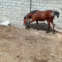 اسب 19ماهه ماده