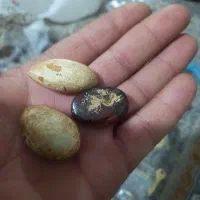 عرج|کلکسیون اشیاء عتیقه|زاهدان, |دیوار