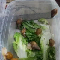 حلزون آلبینو طبی خانگی