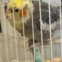 دو عروس هلندی نر و ماده زیبا و سالم