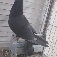 کفتر رنگی|پرنده|قم, جمکران|دیوار