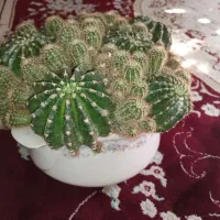 کاکتوس