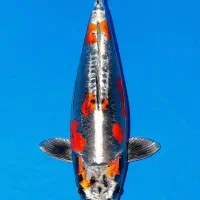 انواع ماهی گلدفیش کوی|ماهی|تهران, اسکندری|دیوار