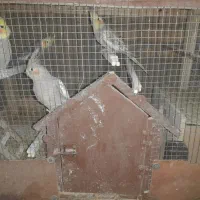 عروس هلندی