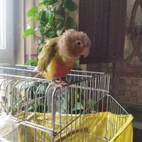 یک گرینچیک حلقه پا یلو ساید گمشده