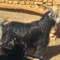 نربز|حیوانات مزرعه|جوادآباد, |دیوار
