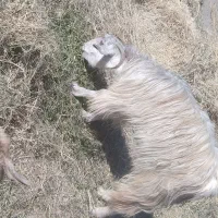 گوسفند فروشی