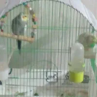 عروس هلندی|پرنده|خوی, |دیوار