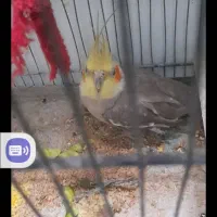 عروس هلندی|پرنده|نسیمشهر, |دیوار