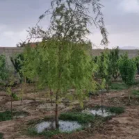 ۱۰۰۰ متر باغ ویلایی گنبدواز|فروش خانه و ویلا|مشهد, گنبدواز|دیوار