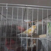 قناری پرتغالی|پرنده|قرچک, باقرآباد|دیوار