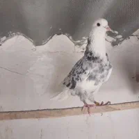 کبوتر پرشی|پرنده|فشاپویه, |دیوار