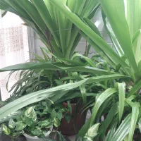 گل اپارتمانی