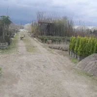 کارگر متاهل علاقمند به گل و گیاه