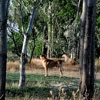 سگ سراب سگ گله|سگ|زنجان, |دیوار