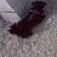 فروشی|سگ|کهنوج, |دیوار