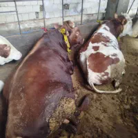 فروش سه عدد گوساله نر سمینتال کیلو ۶۵۰