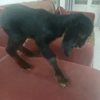 3 بزغاله شیری 20 روزه