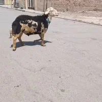 شیشک