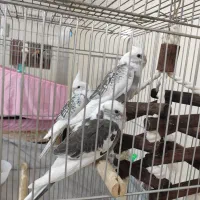 عروس هلندی