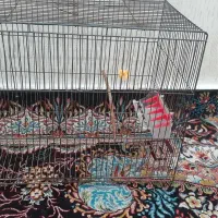 یک قفس درحد نو بزرگ|لوازم جانبی حیوانات|اهواز, پردیس دو|دیوار