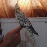 عروس هلندی سخنگو