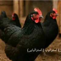 تخم و جوجه استرالوپ اصلی