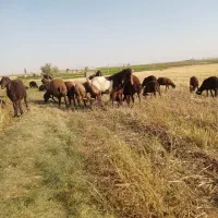 بز نر اصل افغان گوش دراز درجه یک مناسب نسل کشی|حیوانات مزرعه|قیدار, |دیوار