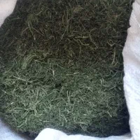 شوید خشک خانگی تمیز شسته شده