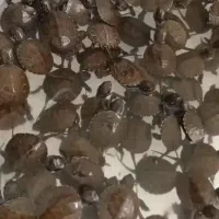 ماهی کالیکو لاکپ رنچو تخم مرغی شت گلفیش تعداد بال