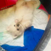 توله سگ پامرین پامر|سگ|هشتگرد, مدرس|دیوار