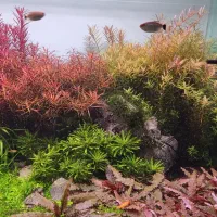 فروش گیاه آکواریومی|ماهی|بهبهان, |دیوار