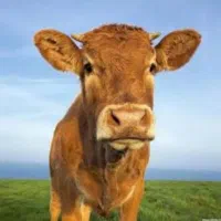 گوشت صورت گاو زبان گاو مغز گاو پرده پی گوسفندی