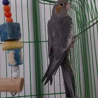 عروس هلندی ماده