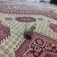 جفت|پرنده|قزوین, |دیوار