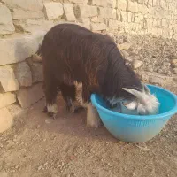 دو عدد بیگ لری برای کشت