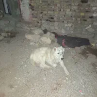 واگذاری سگ نگهبان|سگ|قهستان, |دیوار