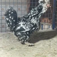 تخم مرغ نطفه دار زینتی